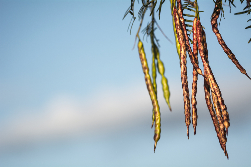 Arizona -- Mesquite pods | Shutterstock