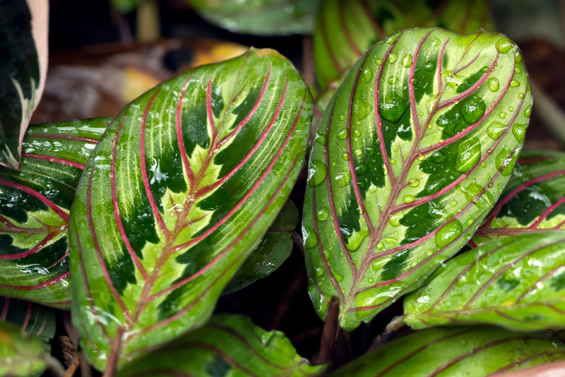 Best Plants Based on Your Personality Type | Skyprayer2005/Shutterstock