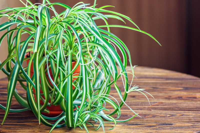 These 6 Bedroom Plants Will Help You Catch Some Z’s | Bozhena Melnyk/Shutterstock