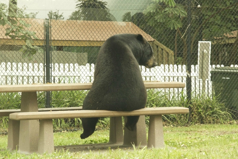 I Just Can’t Bear It | Imgur.com/Ty0jBnR