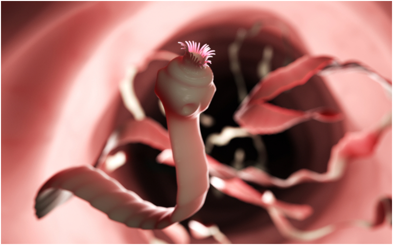 Tapeworms | Shutterstock