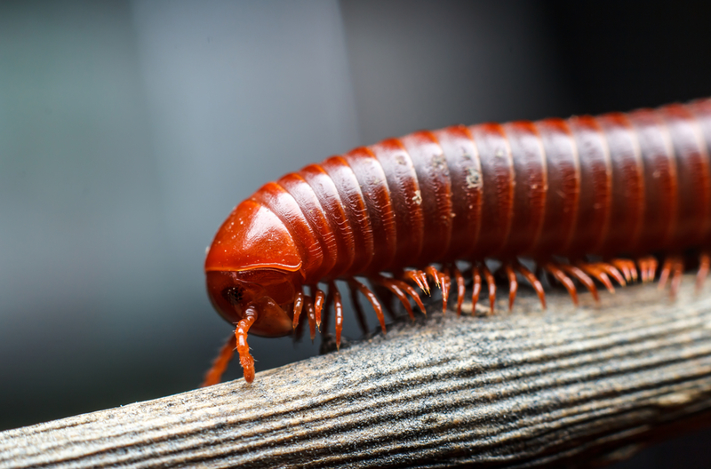 Millipede | Shutterstock