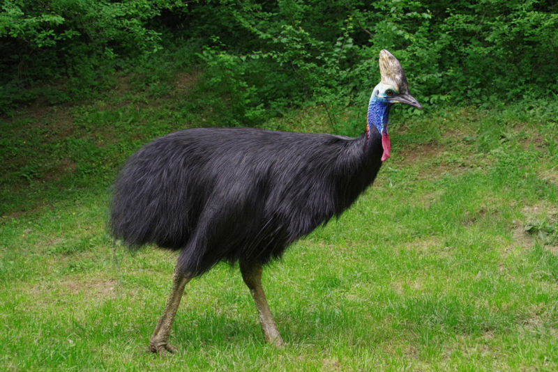 Southern Cassowary | Shutterstock