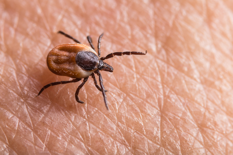 Castor Bean Tick | Shutterstock