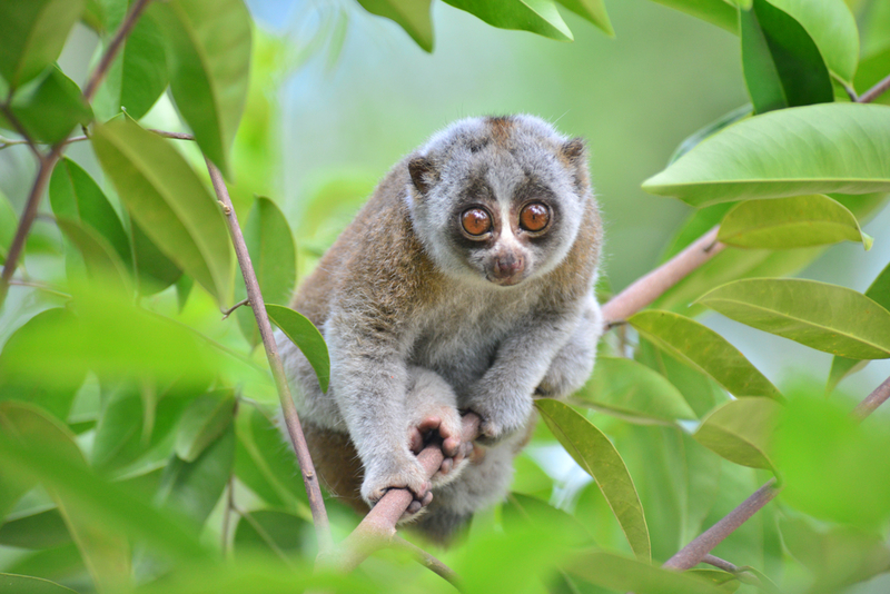 Slow Loris | Shutterstock