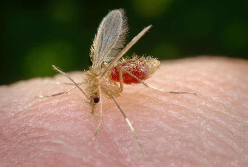 Sandfly | Alamy Stock Photo by Scott Camazine