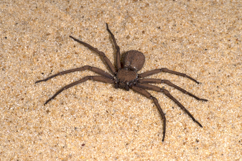 Six-Eyed Sand Spider | Alamy Stock Photo by Papilio / Robert Pickett