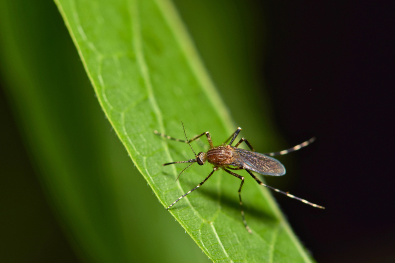 Mosquito | Getty Images Photo by Brett Hondow