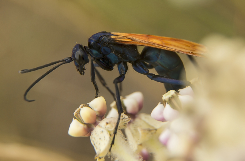 Tarantula Hawk | Getty Images Photo by Thom Morris