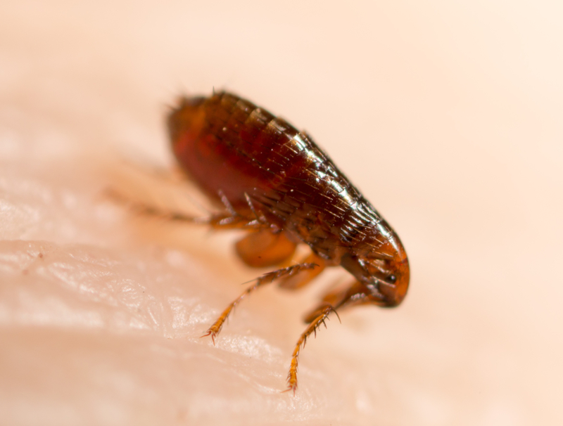 Fleas | Shutterstock