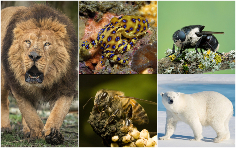 Most Dangerous Species on the Planet | Shutterstock & Getty Images Photo by Alexey Seafarer 