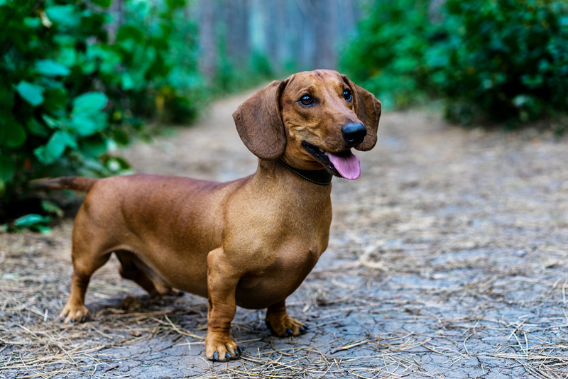 Daschund | Shutterstock