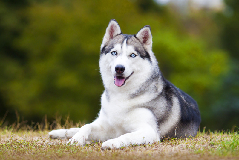 Siberian Husky | Shutterstock