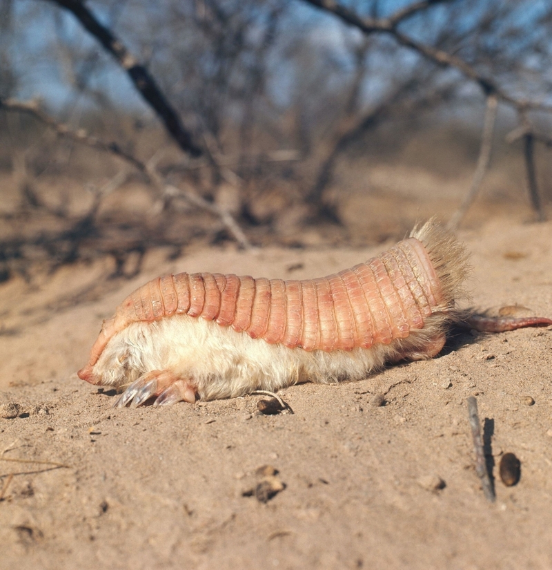 Pink Fairy Armadillo | Alamy Stock Photo