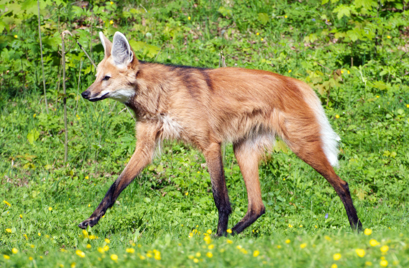 Maned Wolf | Alamy Stock Photo