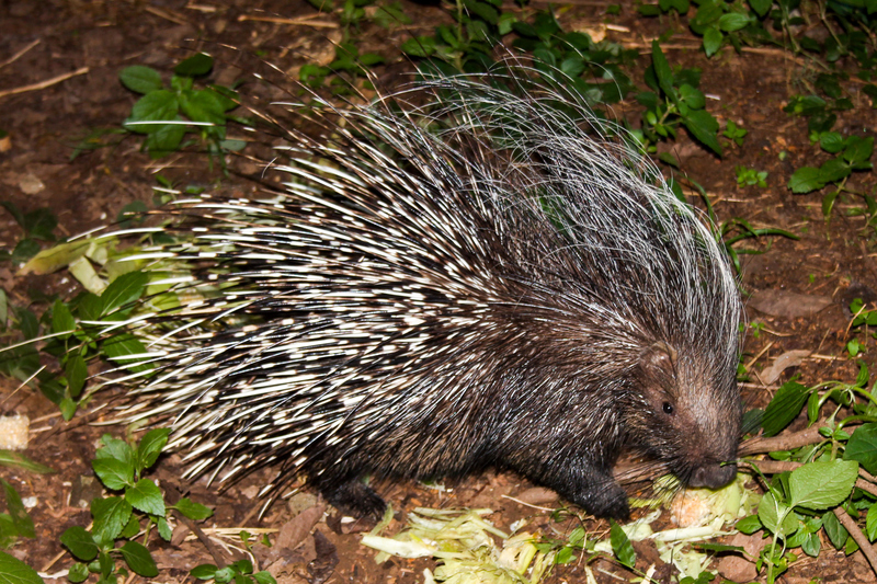 Porcupine | Alamy Stock Photo