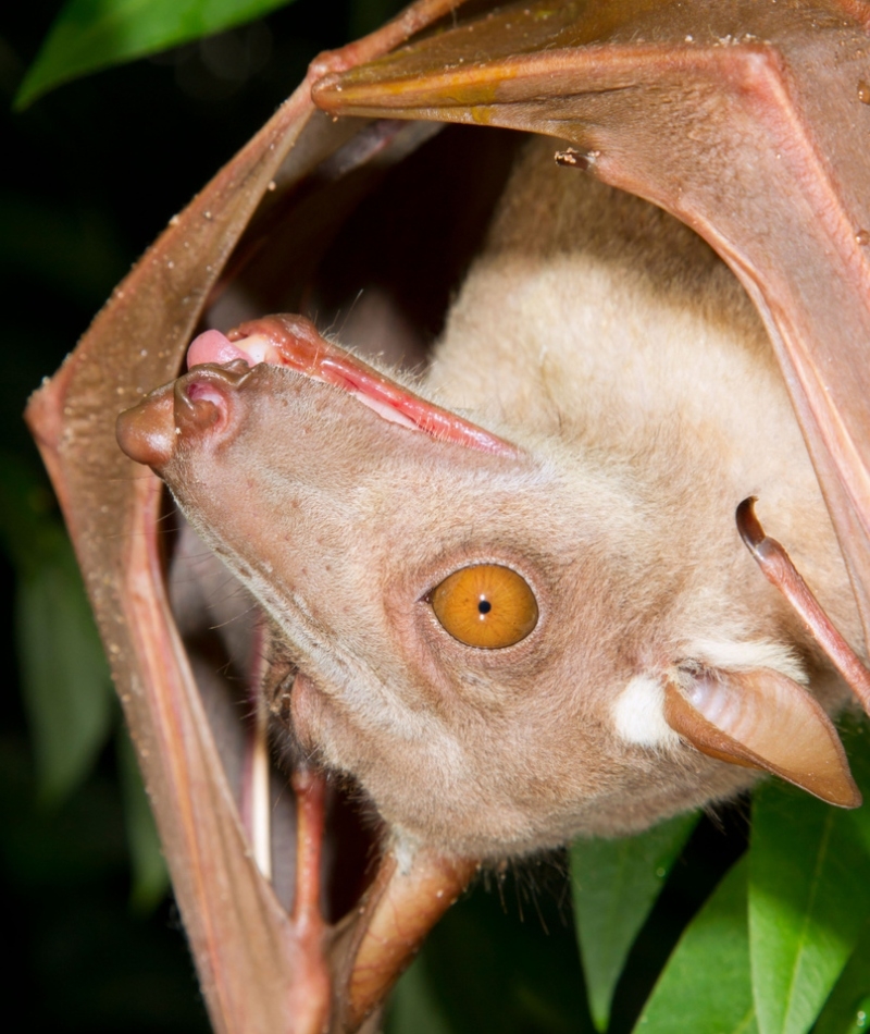 Hammer-Headed Bat | Alamy Stock Photo