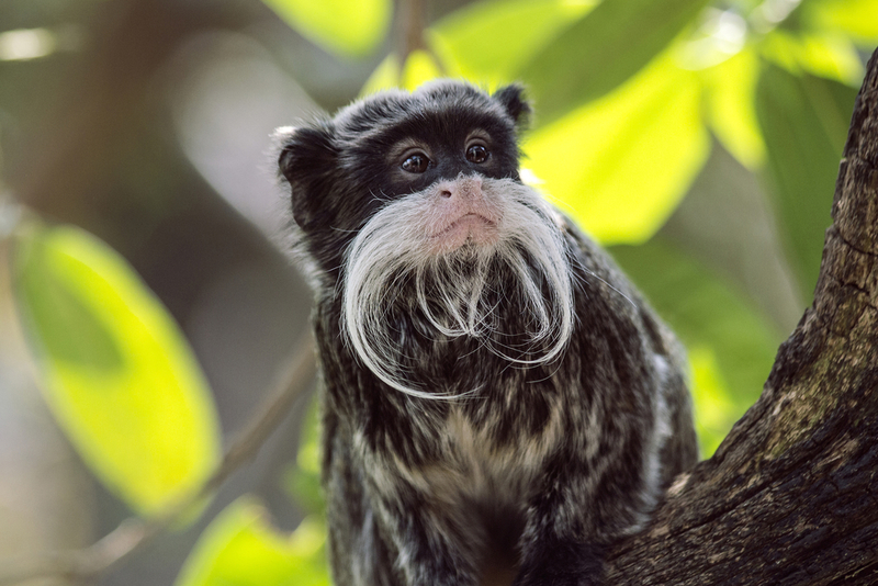 Emperor Tamarin | Shutterstock