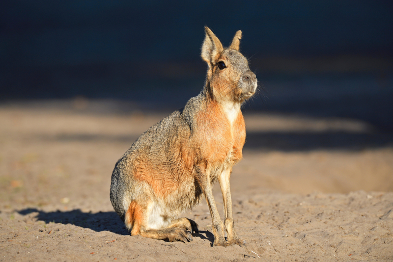 Patagonian Mara | Alamy Stock Photo