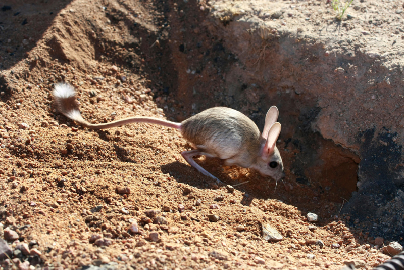 Gobi Jerboa | Alamy Stock Photo