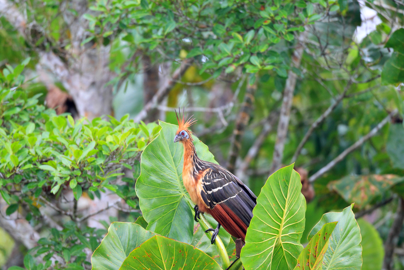 Hoatzin | Shutterstock