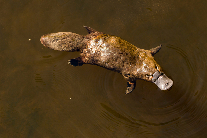 Platypus | Shutterstock