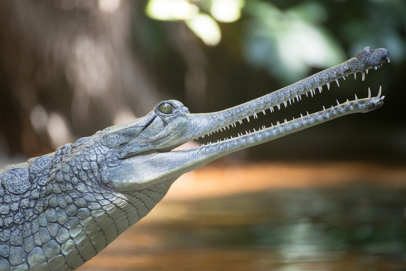 Indian Gharial | Shutterstock