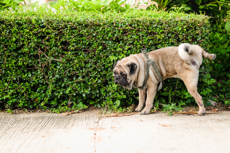 Do Dogs Really Have to Lift a Leg to Mark Their Territory? | Ezzolo/Shutterstock