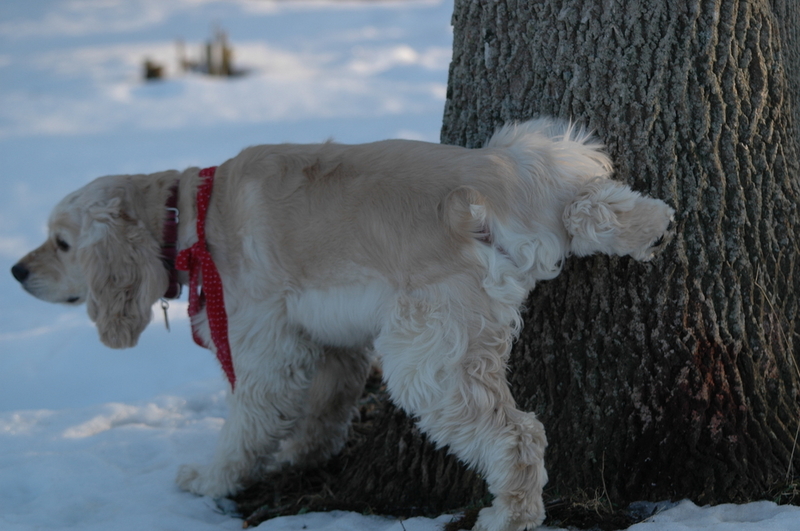 Do Dogs Really Have to Lift a Leg to Mark Their Territory? | Marilyn M. Soper/Shutterstock