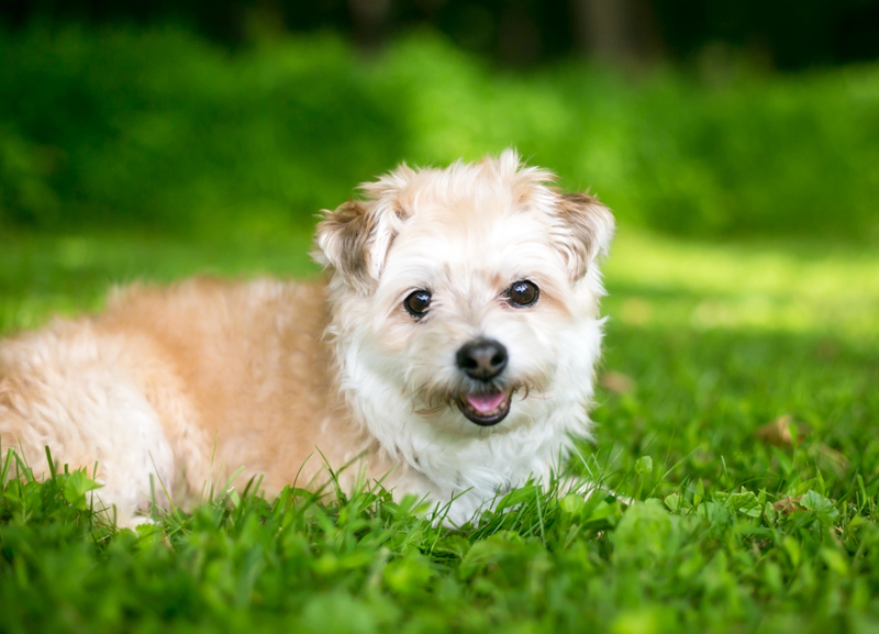 The Pomapoo | Alamy Stock Photo by Mary H. Swift 