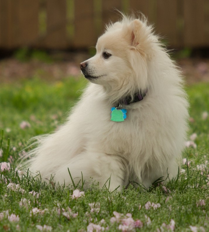 American Eskimo Toy | Shutterstock