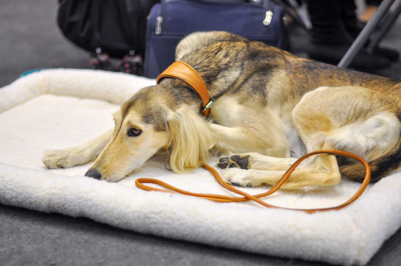 Saluki | Shutterstock