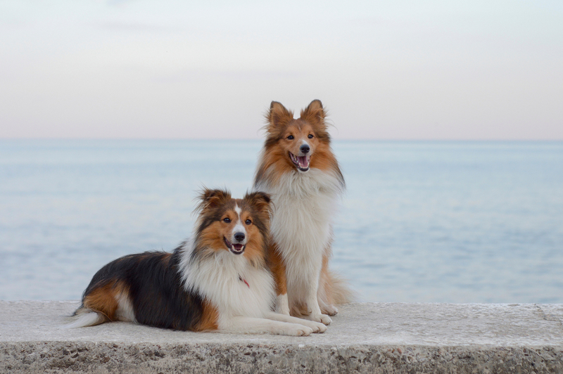 Shetland Sheepdog | Shutterstock