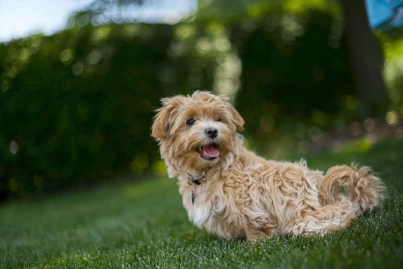 The Maltipoo | Shutterstock