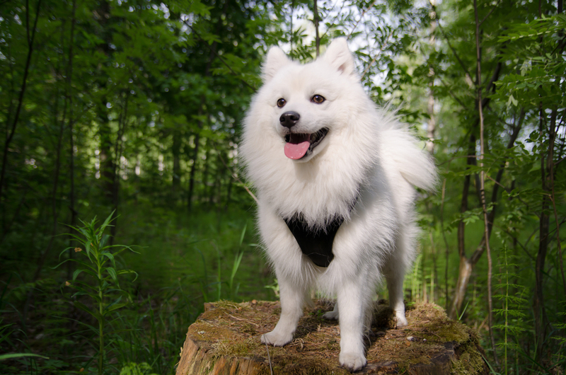 Japanese Spitz | Shutterstock 