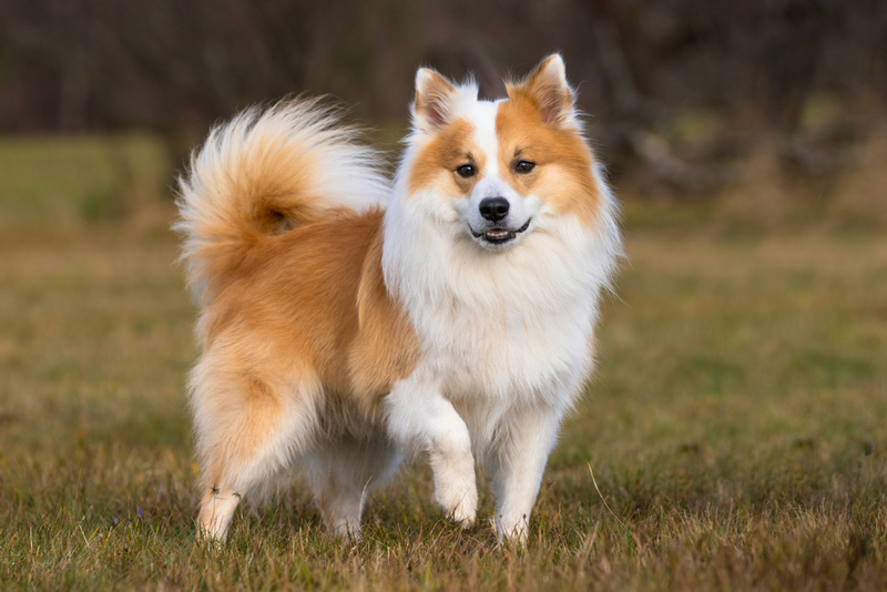 Icelandic Sheepdog | Shutterstock 