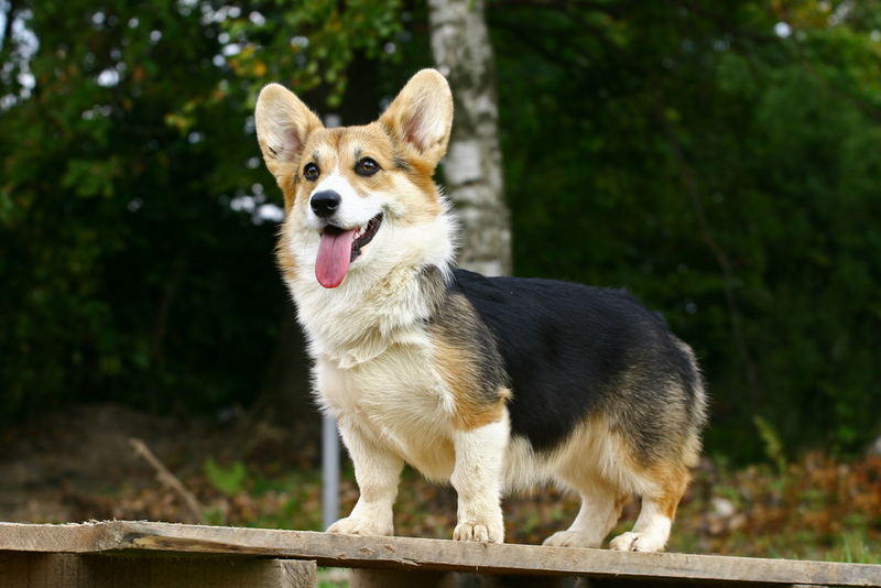 Welsh Corgi Pembroke | Shutterstock 