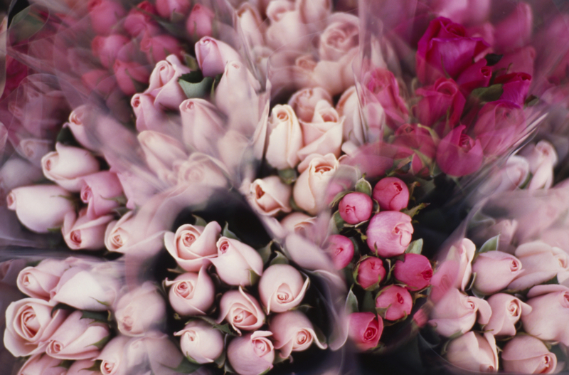 How to Make Your Roses Bloom More | Getty Images Photo by Joanna McCarthy