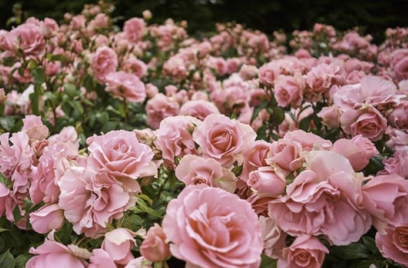 How to Make Your Roses Bloom More | Getty Images Photo by Eric Mak/EyeEm