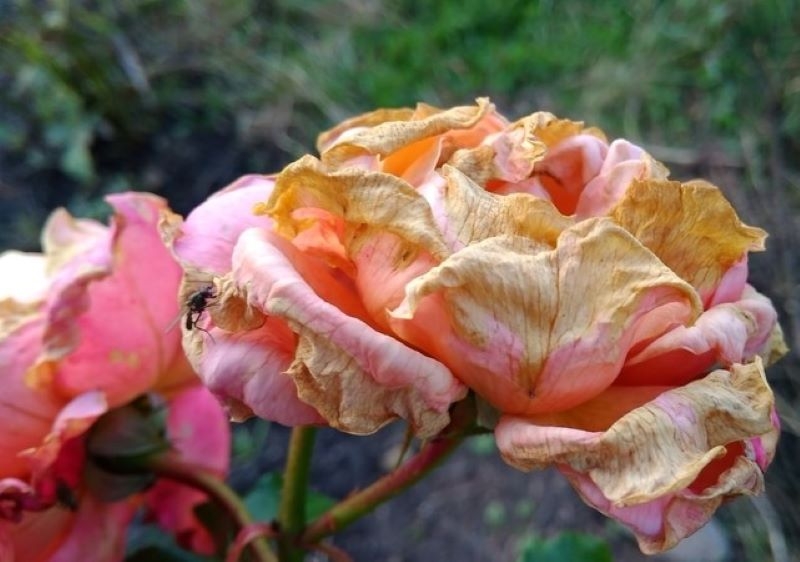 How to Make Your Roses Bloom More | Getty Images Photo by Svetlana Legusa/EyeEm