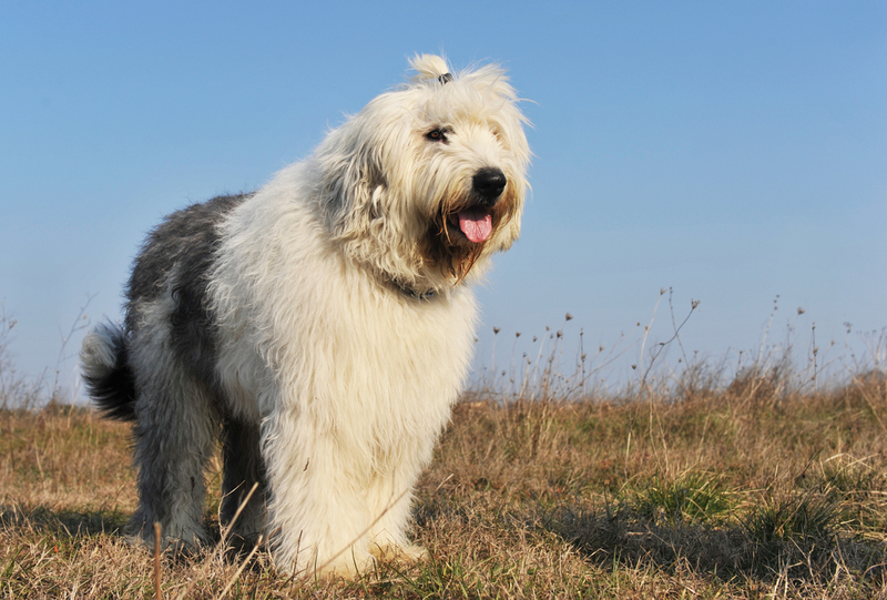 Old English Sheepdog | Shutterstock