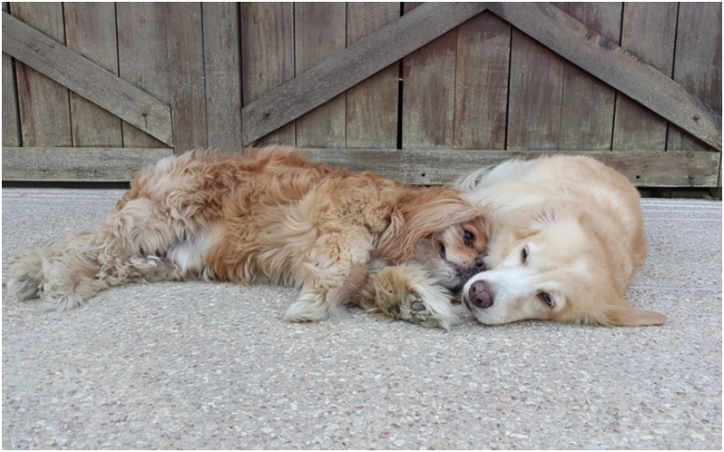 This Golden Retriever is a Service Dog to a Blind King Charles Spaniel | Facebook/@GingerAndKimchi