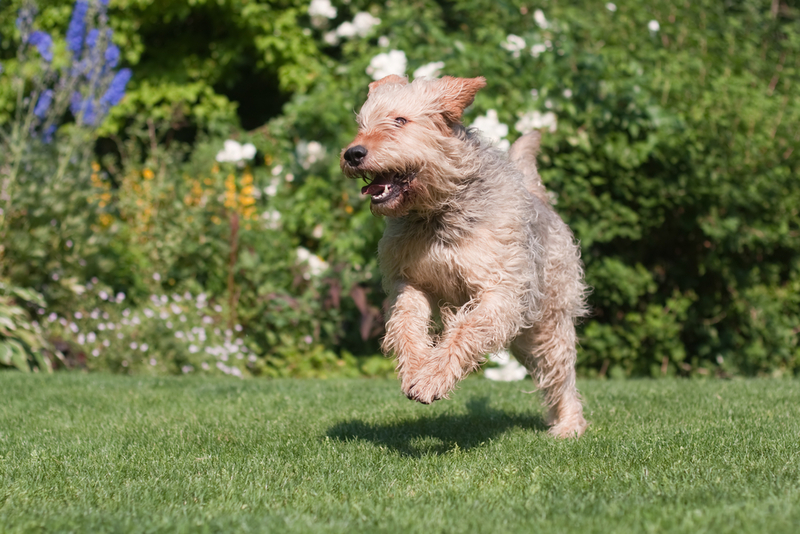 Otterhound | Shutterstock