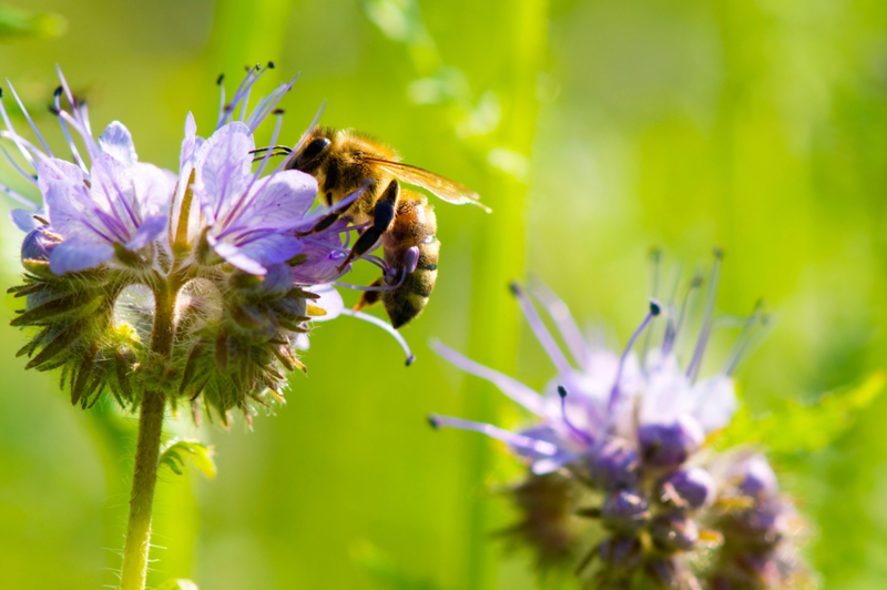 Transform Your Garden With These Pollinator-Magnets | Dani Vincek/Shutterstock