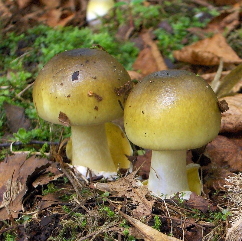 Poisonous Death Cap Mushrooms are Taking Over North American Eco-Systems | Alamy Stock Photo by IanDagnall Computing 