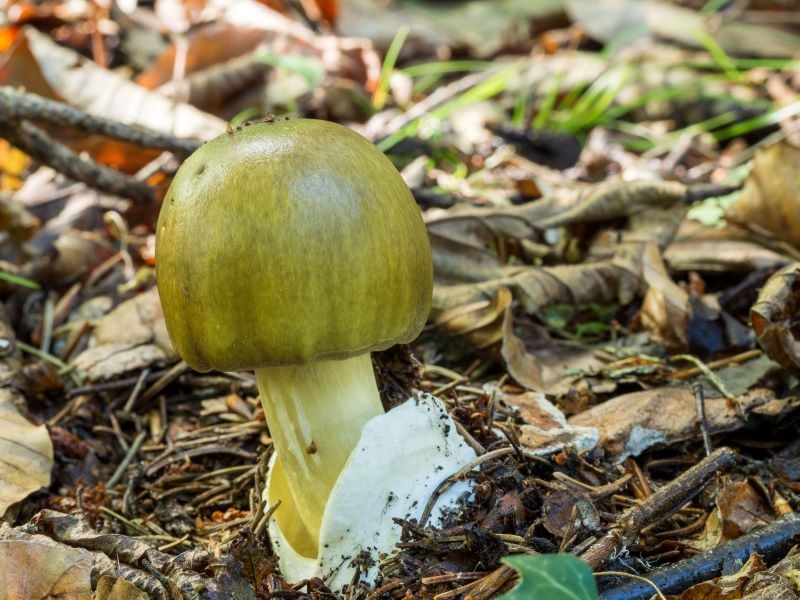 Poisonous Death Cap Mushrooms are Taking Over North American Eco-Systems | Wirestock Creators/Shutterstock