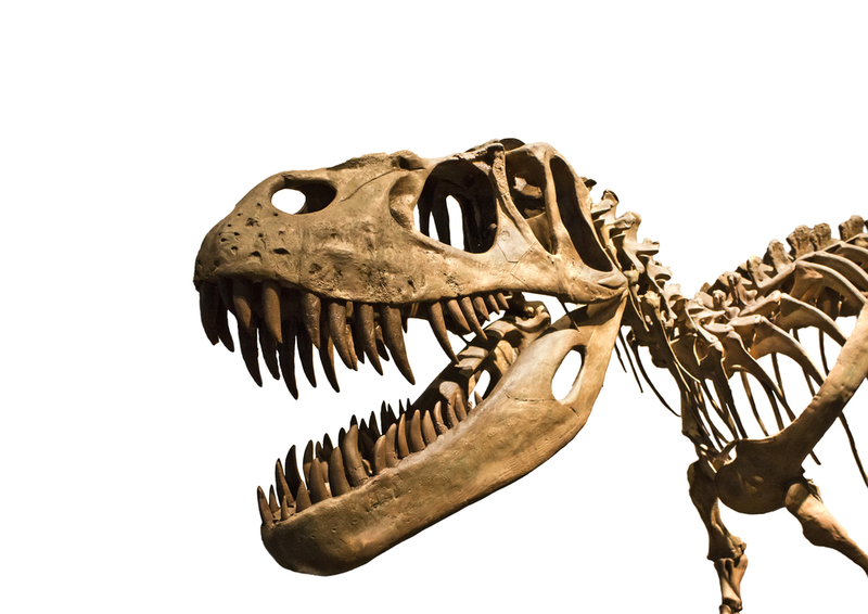 A New Dino-Discovery | Marques/Shutterstock