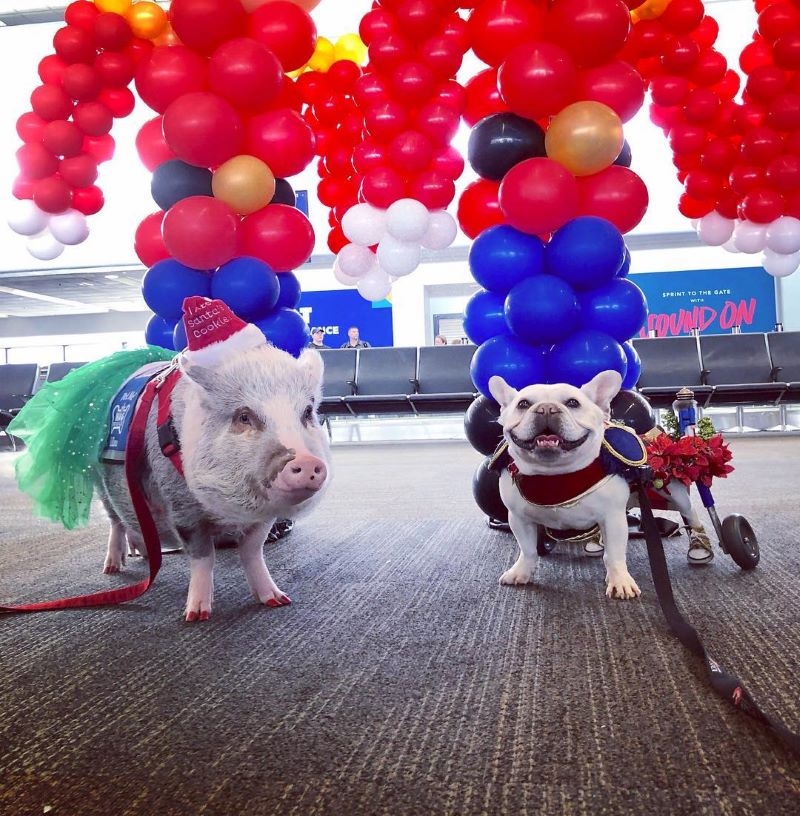 San Francisco Airport Has A “Wag Brigade” Consisting Of 22 Dogs And 1 Pig | Instagram/@lilou_sfpig