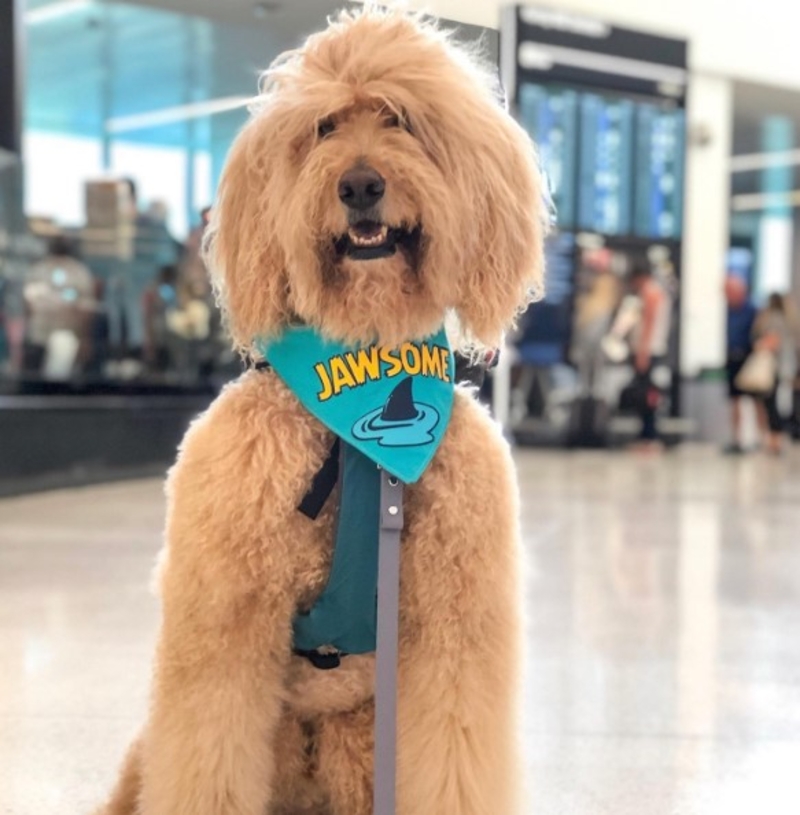 San Francisco Airport Has A “Wag Brigade” Consisting Of 22 Dogs And 1 Pig | Instagram/@jaggerdwagger