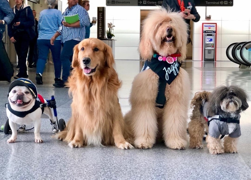 San Francisco Airport Has A “Wag Brigade” Consisting Of 22 Dogs And 1 Pig | Instagram/@sfowagbrigade